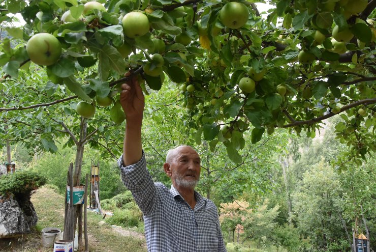 Boş araziyi su getirip, 500 ağaçlı meyve bahçesine çevirdi