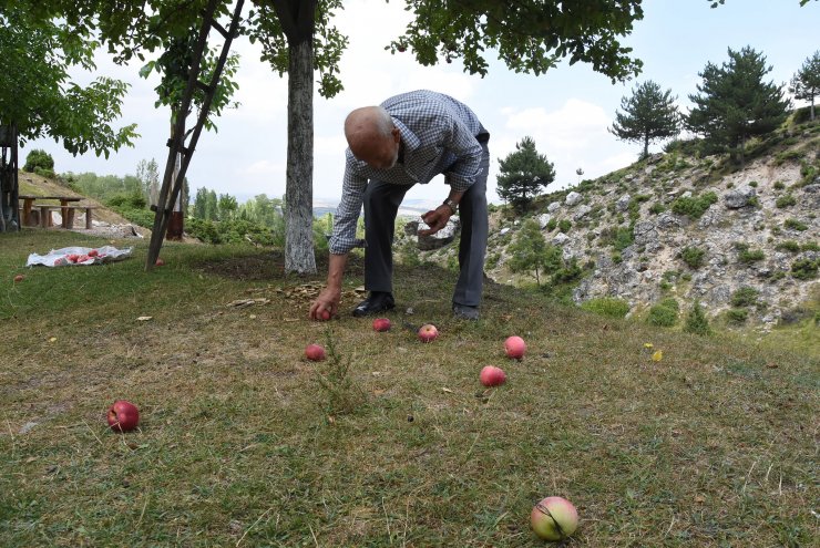 Boş araziyi su getirip, 500 ağaçlı meyve bahçesine çevirdi