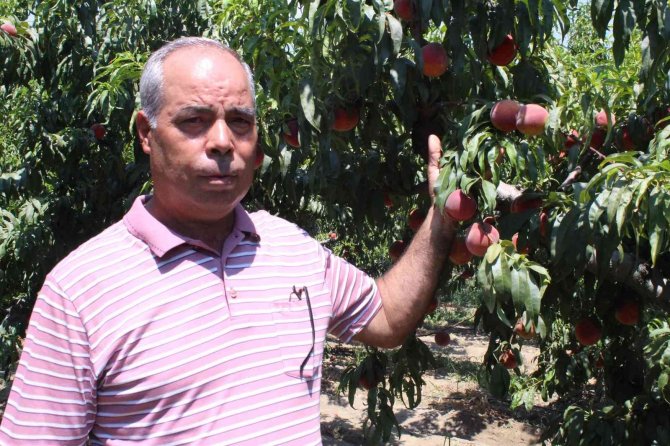 Şeftalide rekolte yüksek, fiyatlar düşük