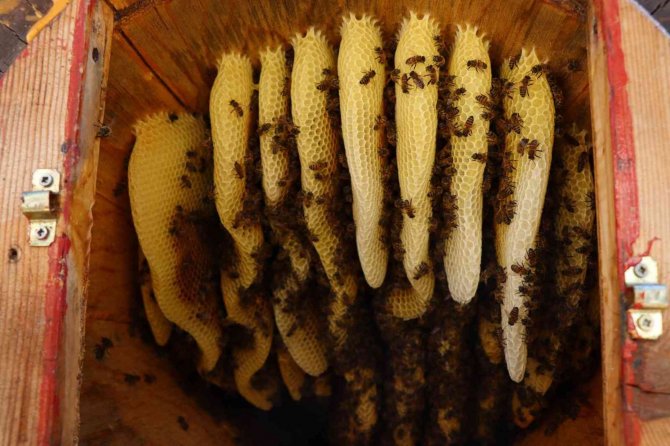 Şeker hastaları için bal üretiyor