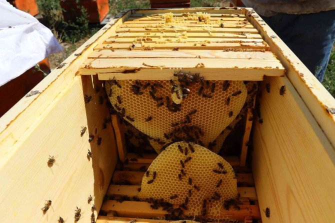 Şeker hastaları için bal üretiyor