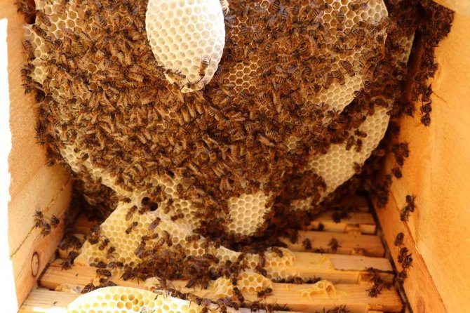 Şeker hastaları için bal üretiyor