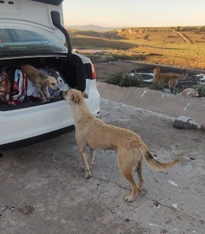 Tedavi olan yavrusu ölünce mezarının başından ayrılmadı
