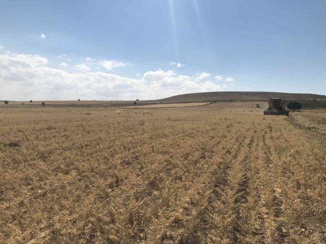 Üreticiye dağıtılan nohutların hasadına başlandı
