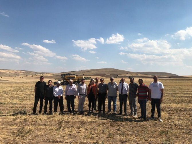 Üreticiye dağıtılan nohutların hasadına başlandı