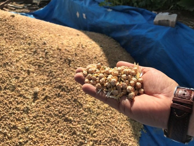 Üreticiye dağıtılan nohutların hasadına başlandı