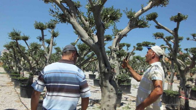 Zeytin ağaçları süs bitkisi oldu