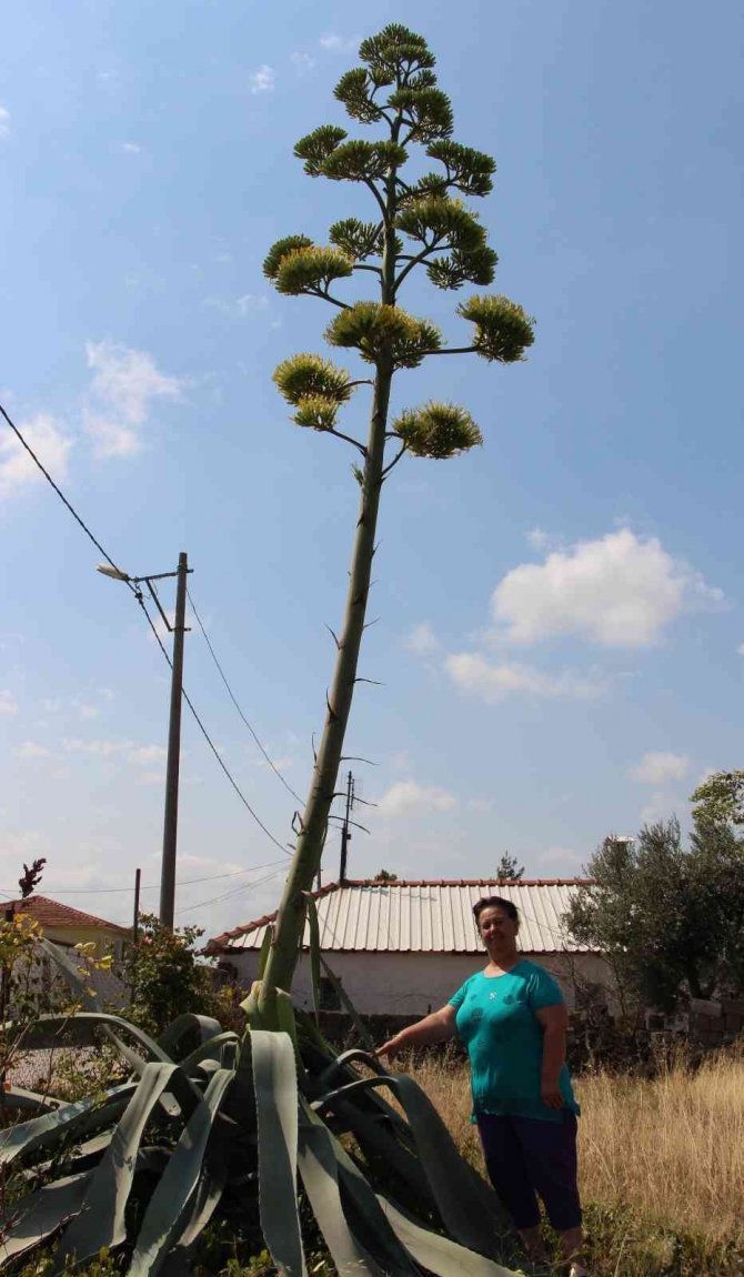 Agave bitkisi 30 yıl sonra çiçek açtı