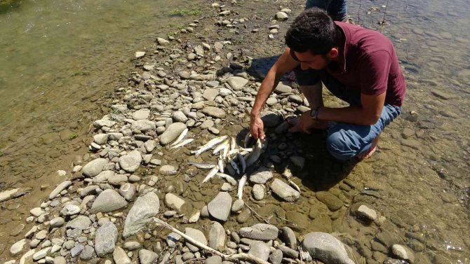 Korkutan balık ölümleri