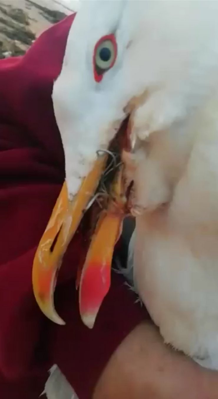 Misinaya dolanan caretta caretta yavrusu ile olta iğnesine takılan martı öldü