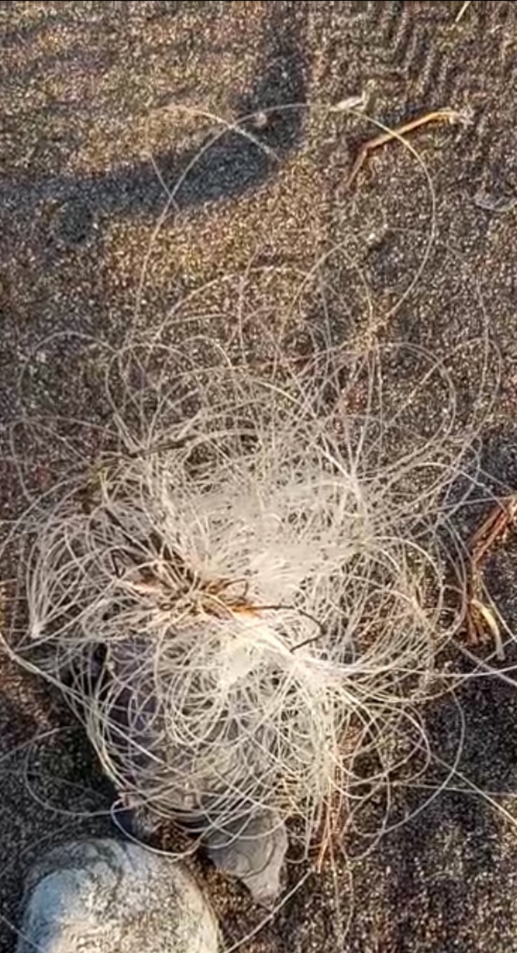 Misinaya dolanan caretta caretta yavrusu ile olta iğnesine takılan martı öldü