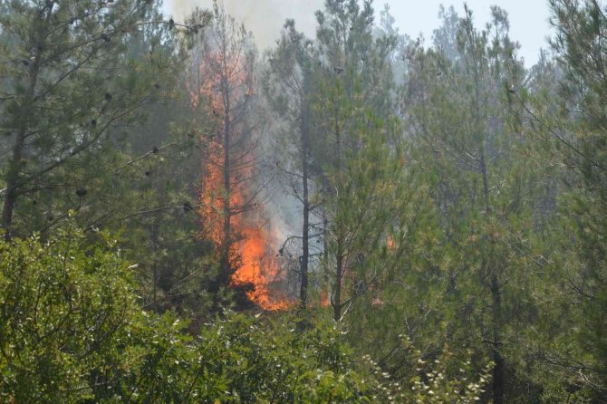 Tokat’taki orman yangınında 5 dönümlük alan zarar gördü