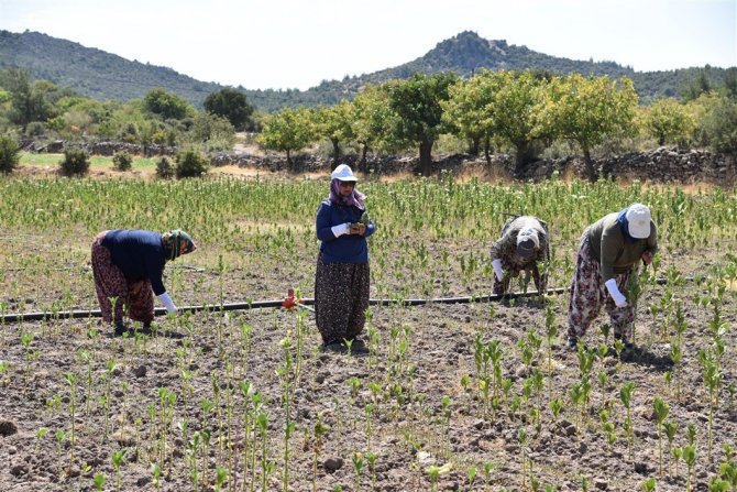Vali Karadeniz, domates ve tütün hasadına katıldı