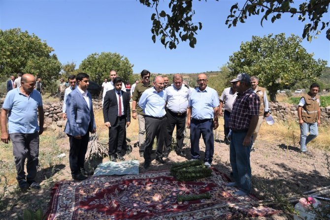 Vali Karadeniz, domates ve tütün hasadına katıldı