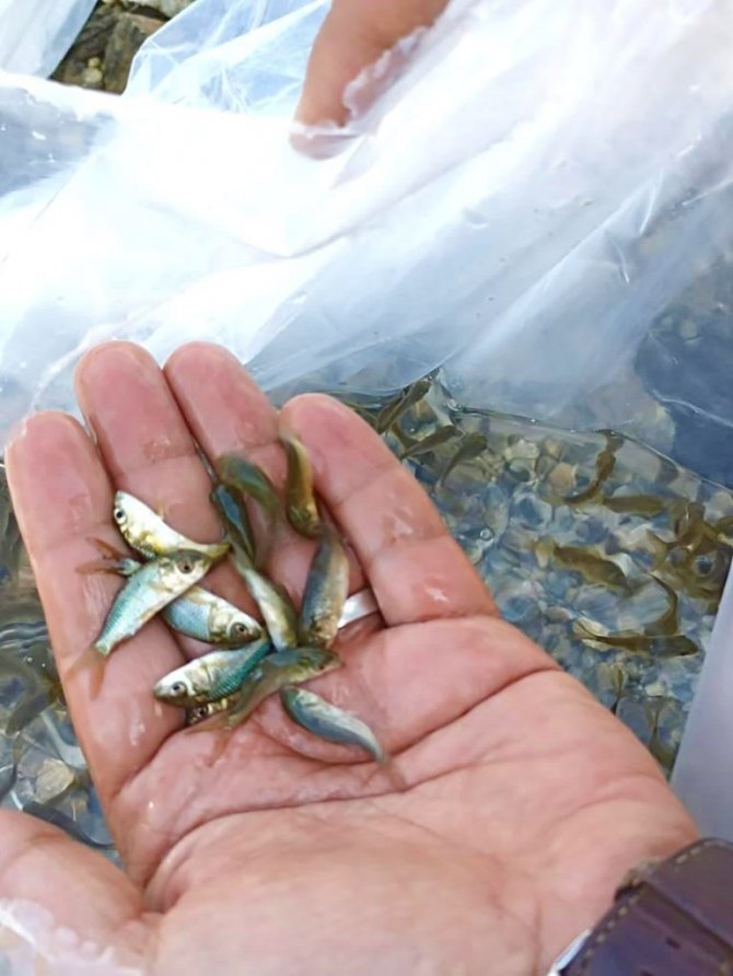 40 bin yavru balık suya bırakıldı