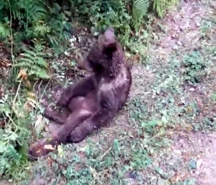 Acı baldan fazla yiyince bayıldı