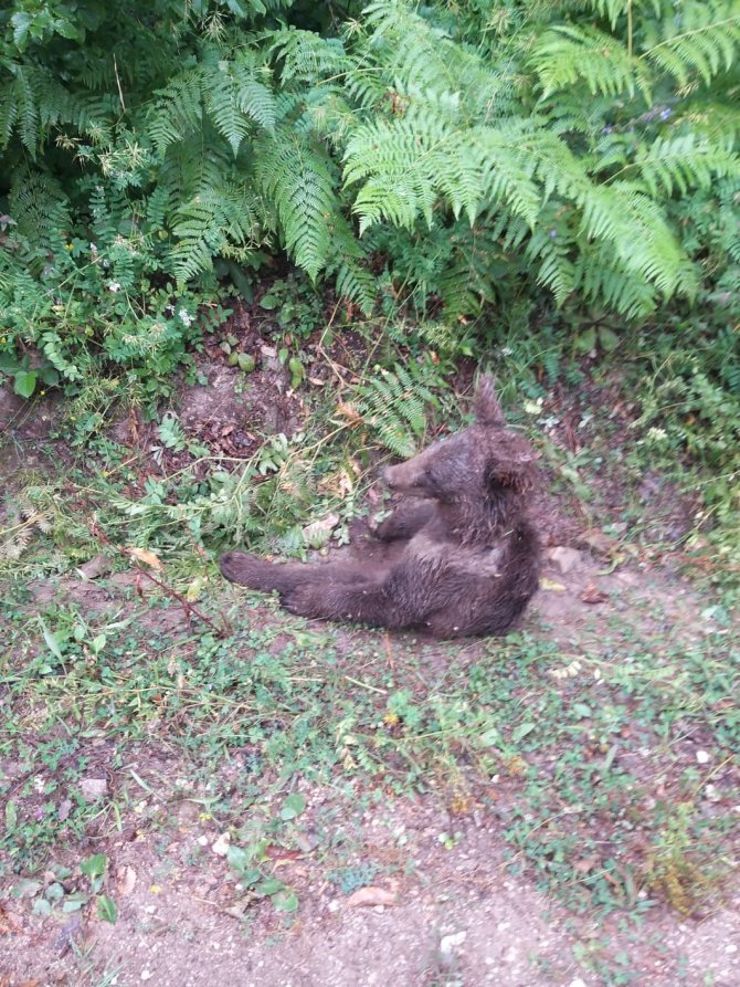 Bal, petekte durduğu gibi durmadı