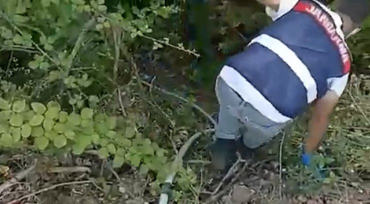 Evlerinde ve bahçelerinde kenevir yetiştiren 3 kişiye gözaltı