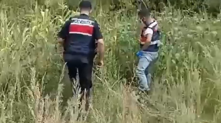 Evlerinde ve bahçelerinde kenevir yetiştiren 3 kişiye gözaltı