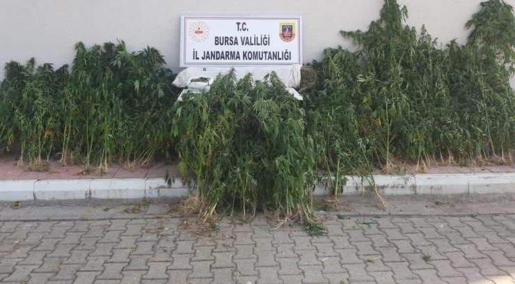 Evlerinde ve bahçelerinde kenevir yetiştiren 3 kişiye gözaltı