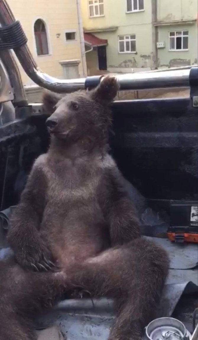 Fazla bal yiyen ayı işte böyle kendinden geçti