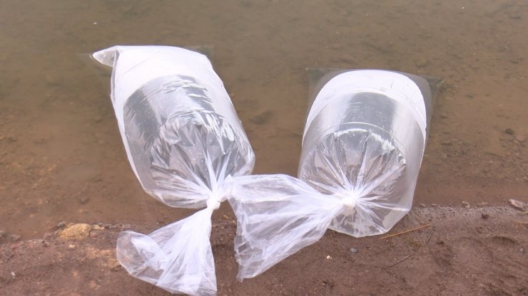 İstanbul'da 21 gölete 937 bin sazan yavrusu bırakıldı