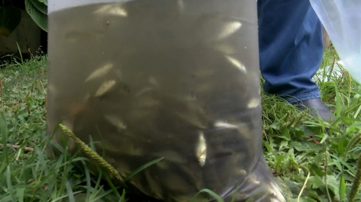 İstanbul'da 21 gölete 937 bin sazan yavrusu bırakıldı