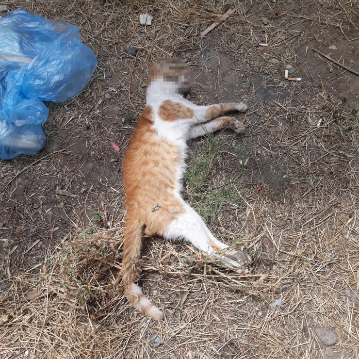 Manisa'da zehirlendikleri öne sürülen 15 kedi ile 1 köpek ölü bulundu