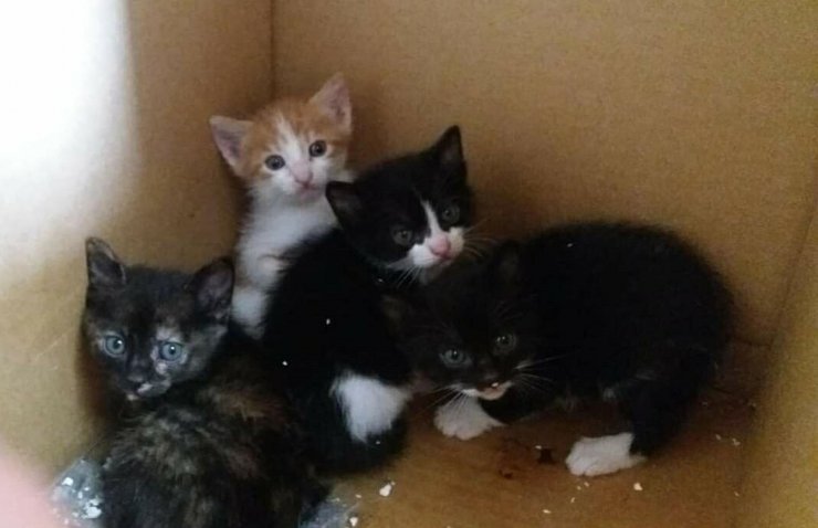 Manisa'da zehirlendikleri öne sürülen 15 kedi ile 1 köpek ölü bulundu