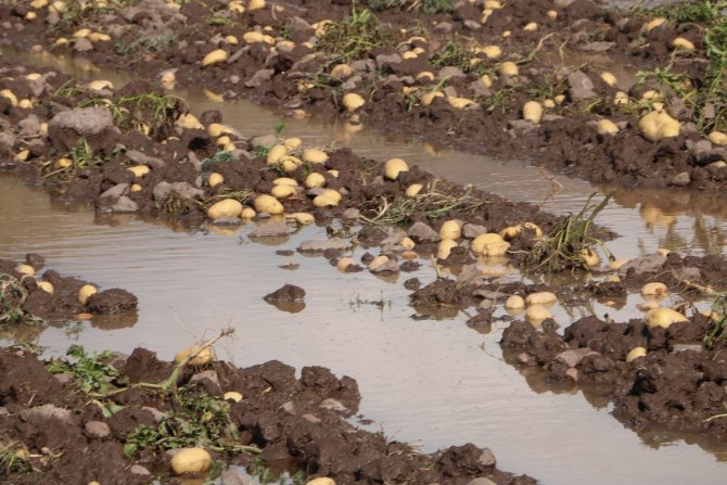 Sel basan tarlada toplanmaya bekleyen 35 ton patates sular altında kaldı