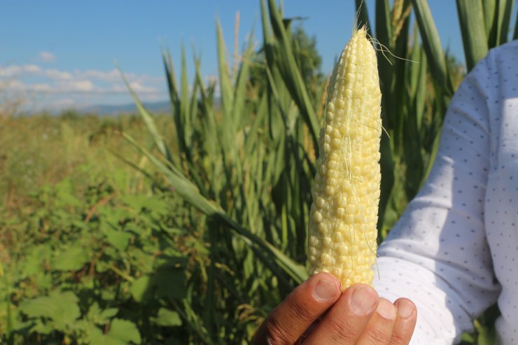 Tokat'ta, 40 bin dönüm ekili arazinin sulama sorunu