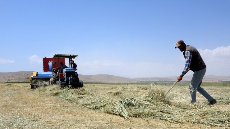 Van Gölü çekildi, tarım alanları gün yüzüne çıktı