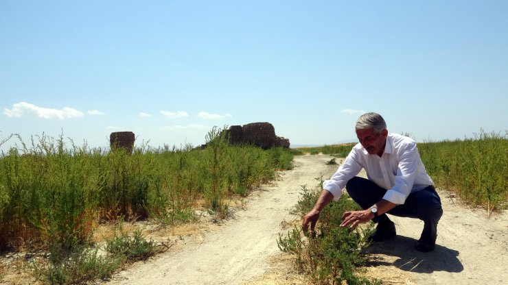 Van Gölü çekildi, tarım alanları gün yüzüne çıktı