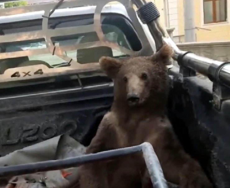 Acı bal yiyerek baygınlık geçiren ayının adı 'Balkız' oldu