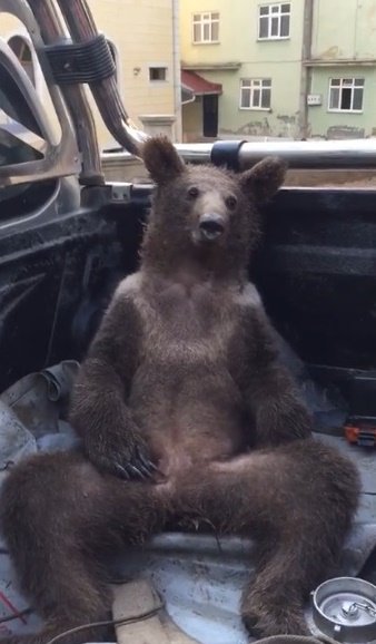 Acı bal yiyerek baygınlık geçiren ayının adı 'Balkız' oldu