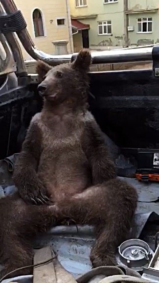 Acı bal yiyerek baygınlık geçiren ayının adı 'Balkız' oldu