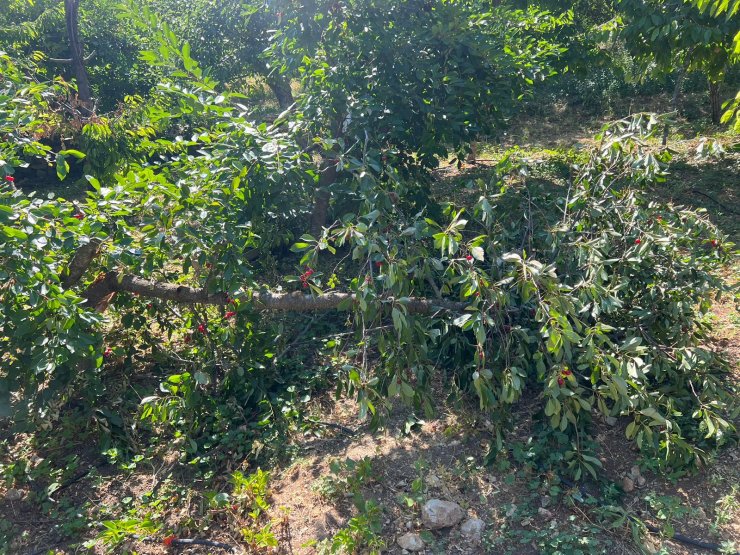 Ayı bahçeye girdi, peşine takıldı