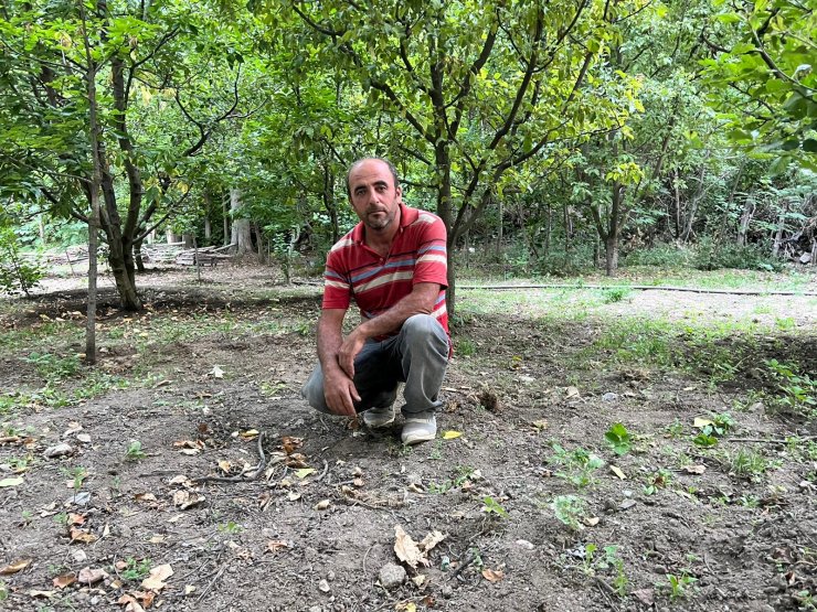 Ayı bahçeye girdi, peşine takıldı