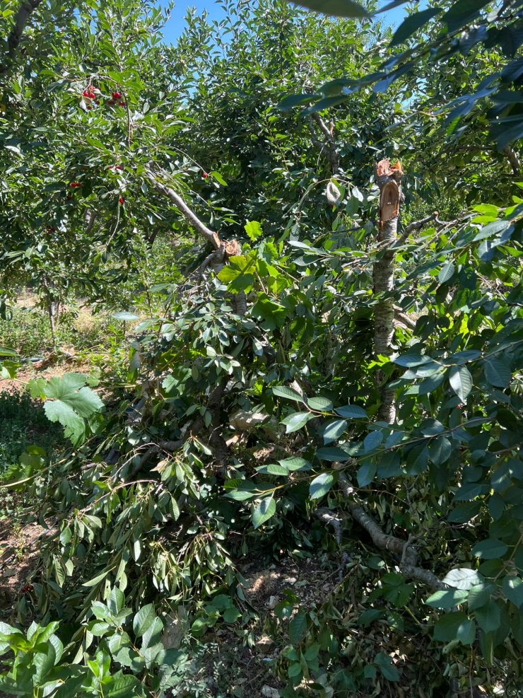 Ayı bahçeye girdi, peşine takıldı