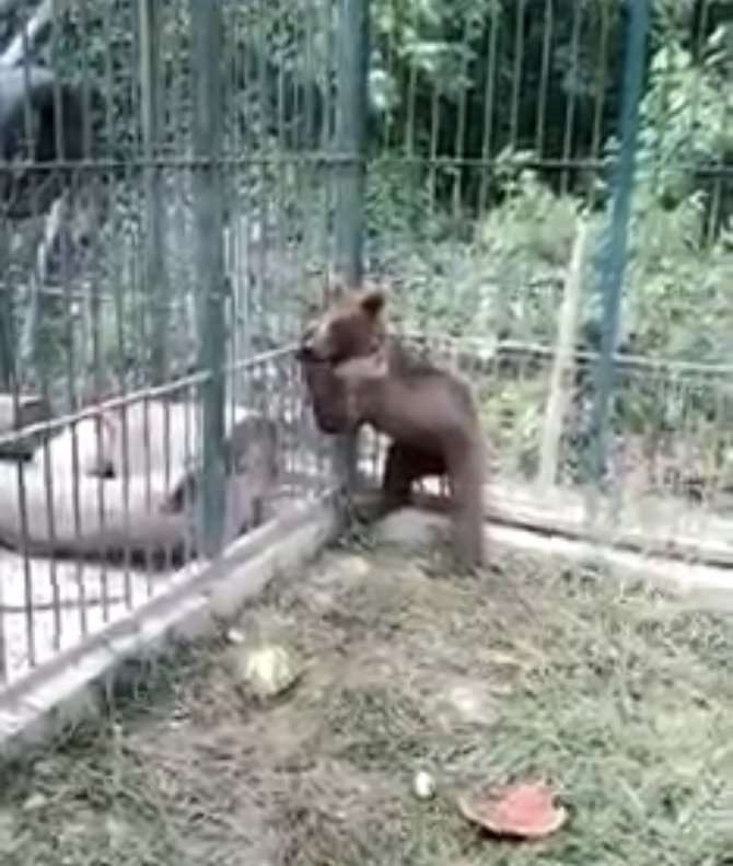 Balı fazla kaçıran ayının durumu iyi