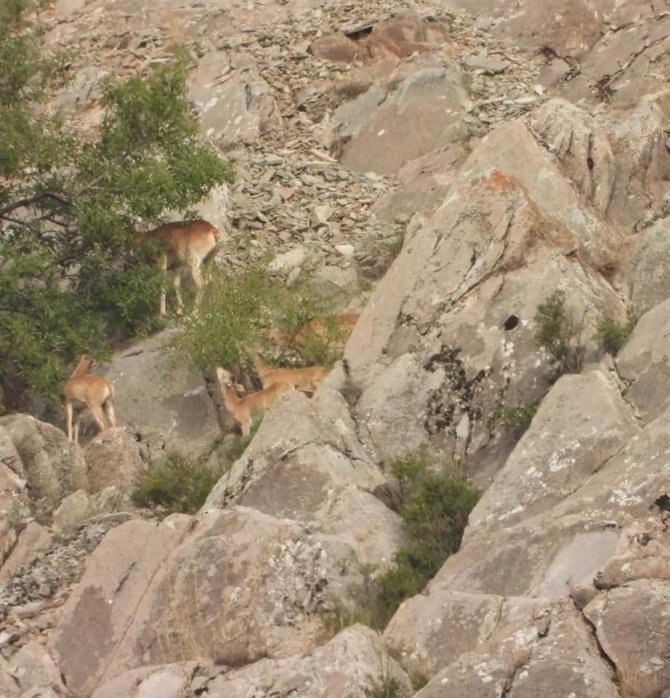 Doğaya salınan Anadolu yaban koyunları izlendi