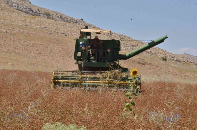 Dünyanın en iyi balını üretmek için ekti, çölyak hastalarına da umut oldu