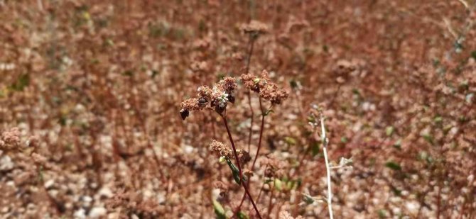 Dünyanın en iyi balını üretmek için ekti, çölyak hastalarına da umut oldu