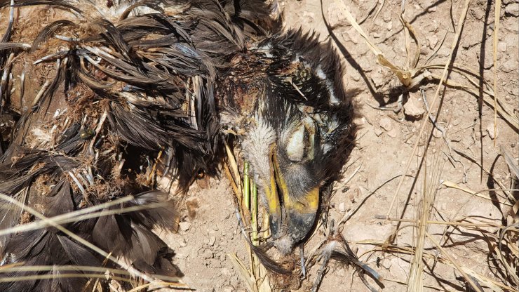 Türkiye'de 12 çift kalan bozkır kartalı, kırmızı listede