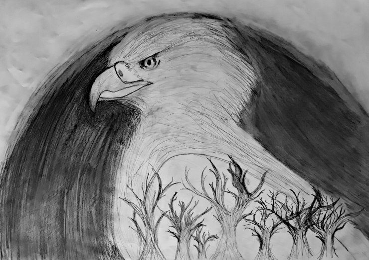 Türkiye'de 12 çift kalan bozkır kartalı, kırmızı listede