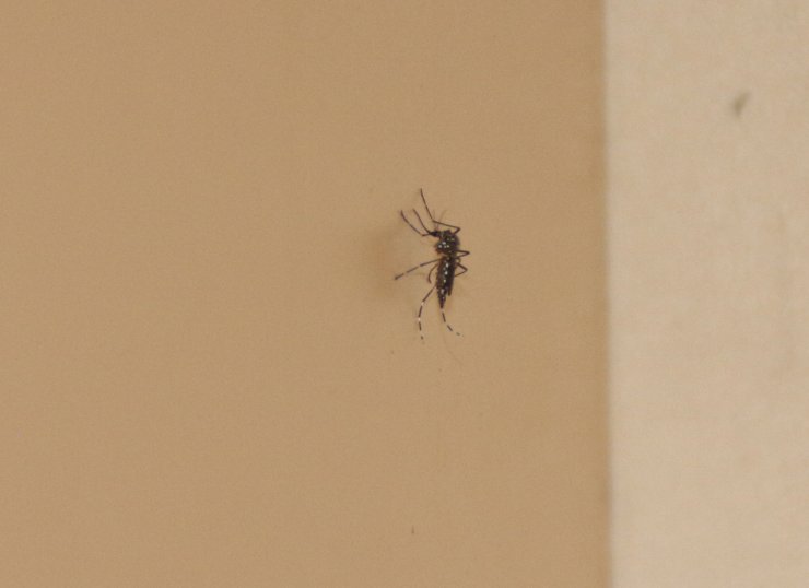 Yayılımı artan 'aedes', ölümcül kategoride hastalıkları bulaştırabiliyor