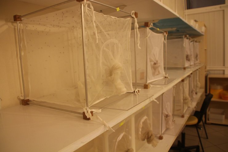 Yayılımı artan 'aedes', ölümcül kategoride hastalıkları bulaştırabiliyor