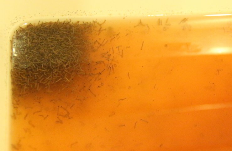 Yayılımı artan 'aedes', ölümcül kategoride hastalıkları bulaştırabiliyor