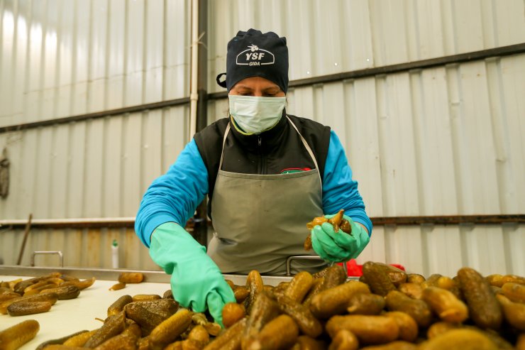 2 bin nüfuslu mahalle 10 milyon dolarlık turşu ihraç ediyor