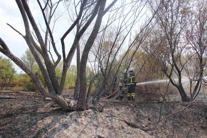 6 dönümlük ağaçlık alan küle döndü